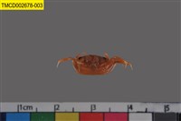 藏品(北方丑招潮蟹)的圖片